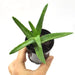 Aloe sp. 3