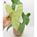 Anthurium balaoanum - A - indoor plant