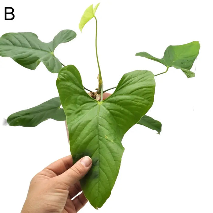 Anthurium balaoanum - B - indoor plant
