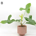 Anthurium balaoanum - indoor plant