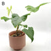 Anthurium balaoanum - indoor plant