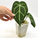 Anthurium ’Black Sensation’ x (probably with Magnificum) - indoor plant