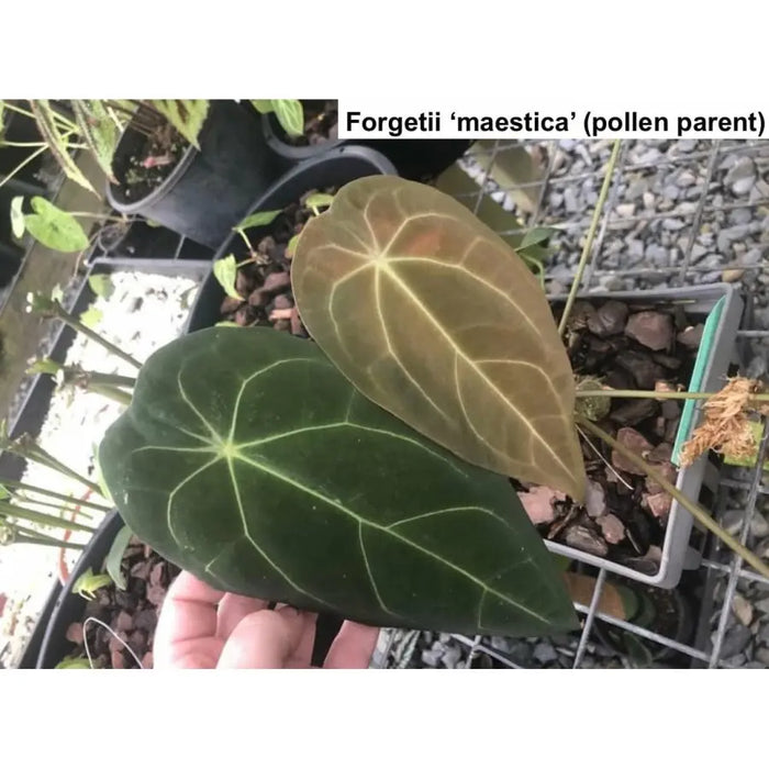 anthurium blue velvet Anthurium Blue Velvet x Forgetii 'majestica' indoor plant — Green My Space