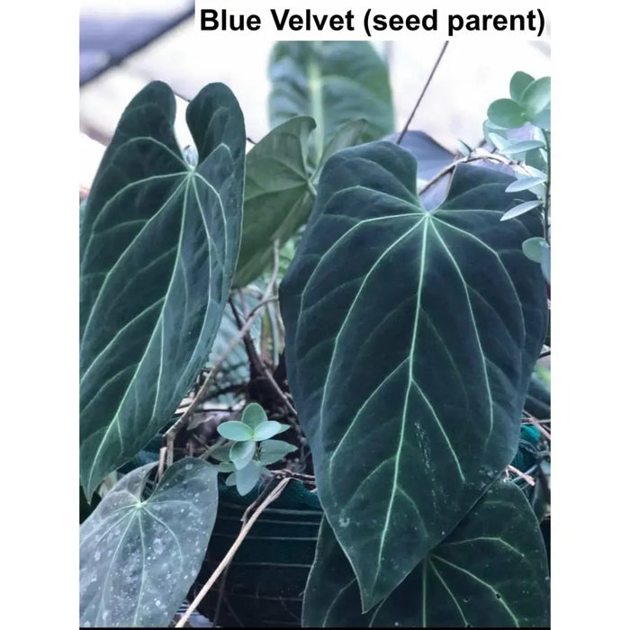 dark blue anthurium Anthurium Blue Velvet x Forgetii 'majestica' indoor plant — Green My Space