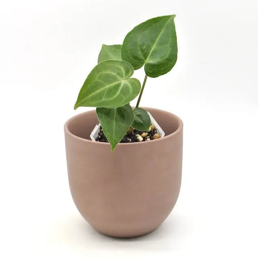 Anthurium Clarinervium - indoor plant