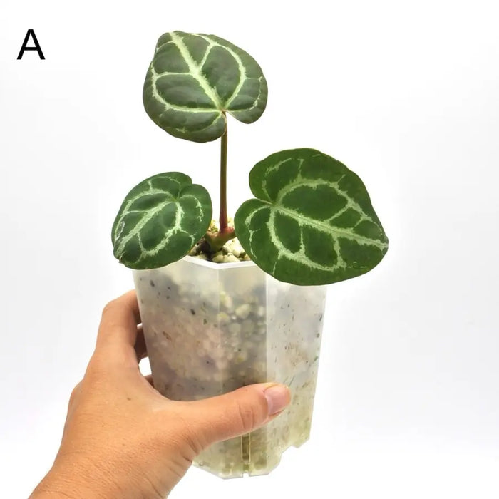 anthurium crystallinum australia Anthurium Crystallinum 'Cape Oasis' indoor plant — Green My Space