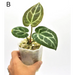 Anthurium Crystallinum ’Cape Oasis’ - B indoor plant