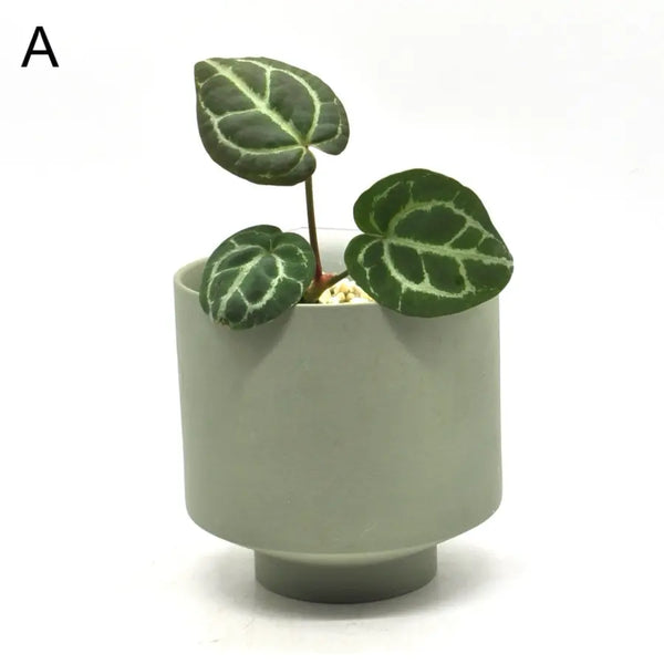 anthurium concrete Anthurium Crystallinum 'Cape Oasis' indoor plant — Green My Space