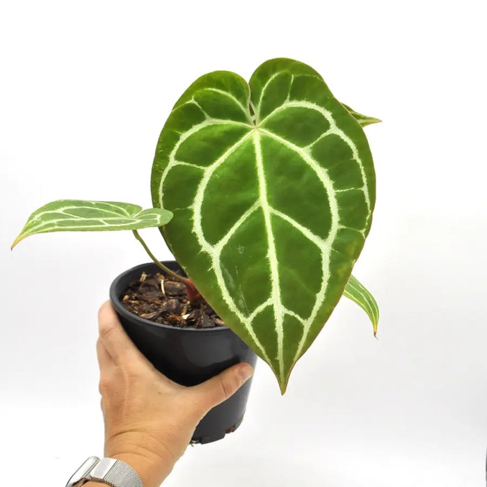 crystallinum anthurium Anthurium Crystallinum (pure) indoor plant — Green My Space
