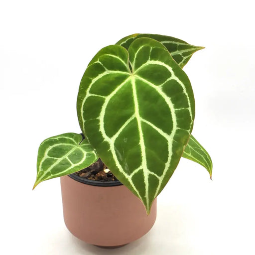 Anthurium Crystallinum (pure) - indoor plant