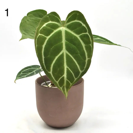 Anthurium Crystallinum x (seed grown) - 1 - indoor plant