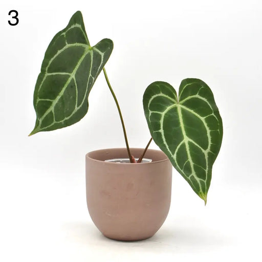 Anthurium Crystallinum x (seed grown) - 2 - indoor plant