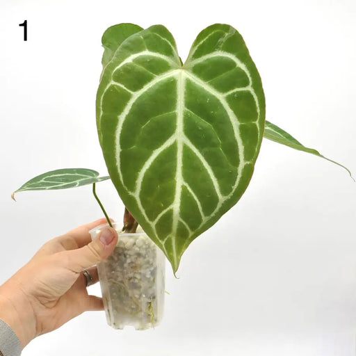 Anthurium Crystallinum x (seed grown) - indoor plant