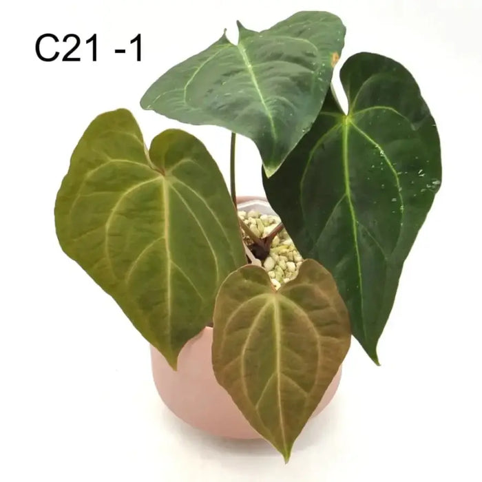 anthurium hoffmannii Anthurium Dark Crystallinum hybrid x Hoffmannii hybrid indoor plant — Green My Space