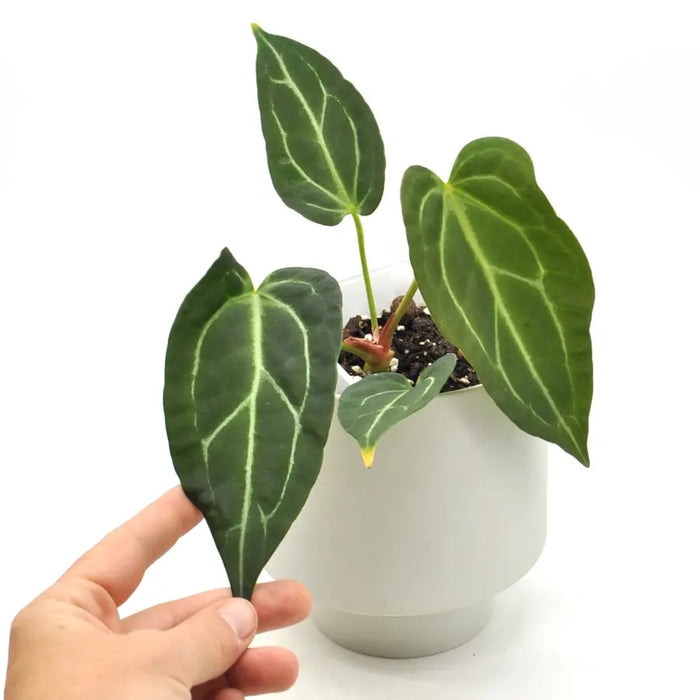 anthurium magnificum x warocqueanum Anthurium Dressleri x Forgetii x Magnificum indoor plant — Green My Space