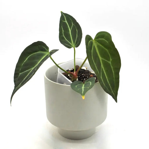 Anthurium Dark Hybrid x Warocqueanum - indoor plant