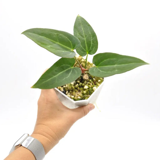 Anthurium ’Dark Night’ x Regal - indoor plant