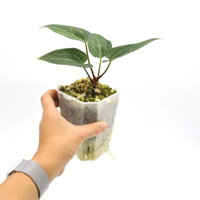 Anthurium ’Dark Night’ x Regal - indoor plant