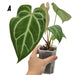 Anthurium Dressleri x Forgetii x Magnificum - A - indoor plant