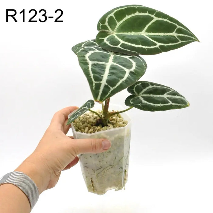 Anthurium Forgetii hybrid - indoor plant