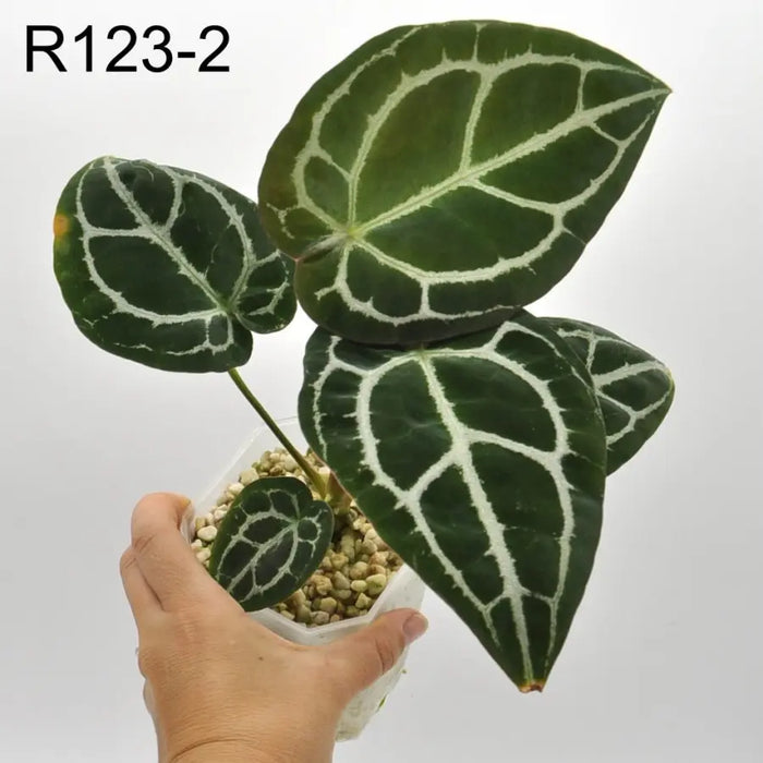 Anthurium Forgetii hybrid - R123-2 - indoor plant