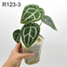 Anthurium Forgetii hybrid - R123-3 - indoor plant