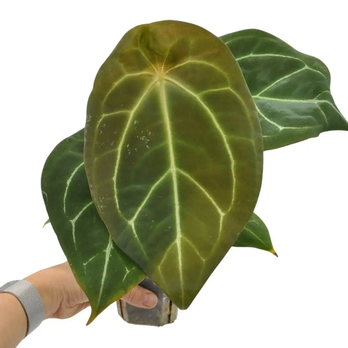 Anthurium Forgetii - indoor plant