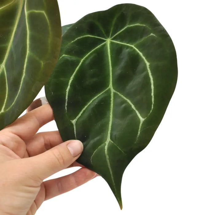 Anthurium Forgetii - indoor plant