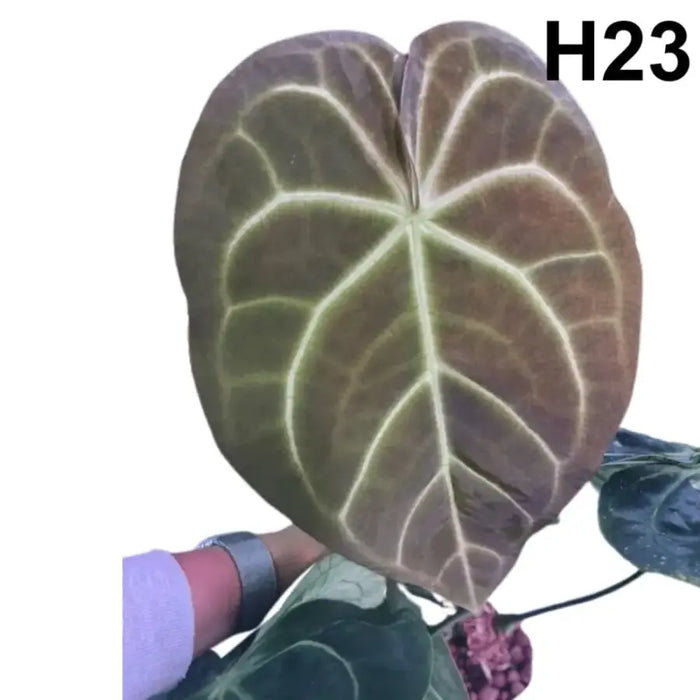 H23-1 Anthurium Forgetii X (prob w. Crystallinum)