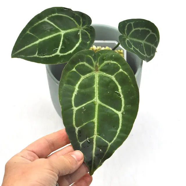 Anthurium Forgetii X (prob w. Crystallinum) - indoor plant