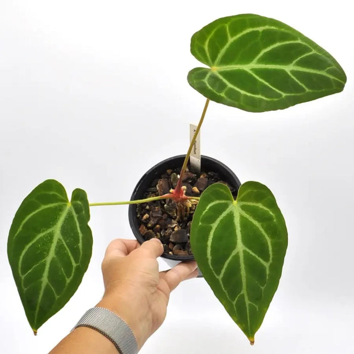 Anthurium magnificum (pure) - indoor plant