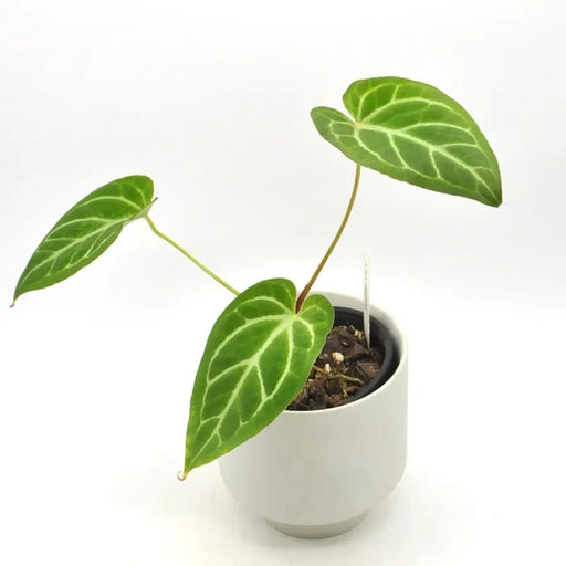 Anthurium magnificum (pure) - indoor plant