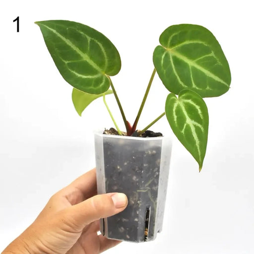 Anthurium magnificum (pure) seedling - 1 - indoor plant