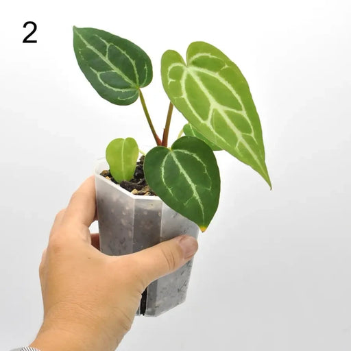 Anthurium magnificum (pure) seedling - 2 - indoor plant