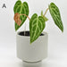 Anthurium magnificum x - A - indoor plant