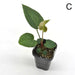 C Anthurium magnificum x BHP seedlings