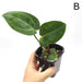 Anthurium magnificum x BHP seedlings