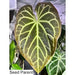 Anthurium magnificum x BHP seedlings