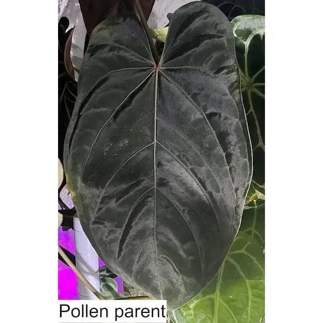 anthurium magnificum australia Anthurium magnificum x BHP seedlings indoor plant — Green My Space