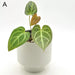 Anthurium magnificum x grande - indoor plant
