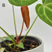 Anthurium magnificum x - indoor plant