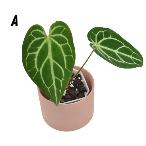 Anthurium magnificum x - indoor plant