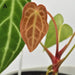 Anthurium magnificum x - indoor plant