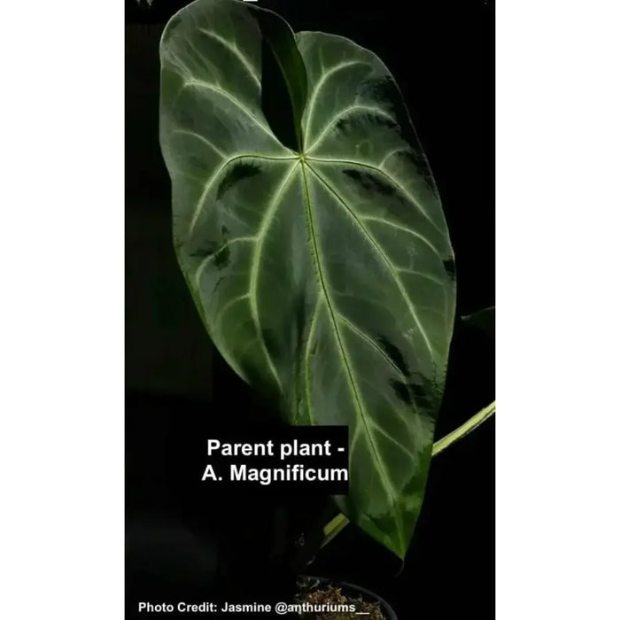 Anthurium Magnificum x Sanguineum