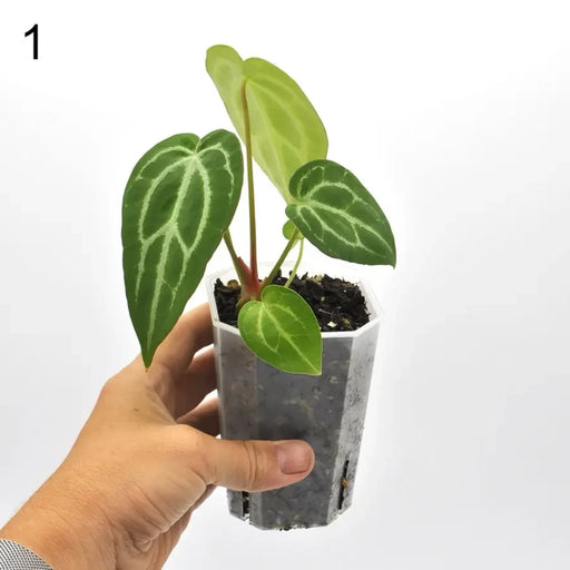 Anthurium magnificum x seedling - 1 - indoor plant