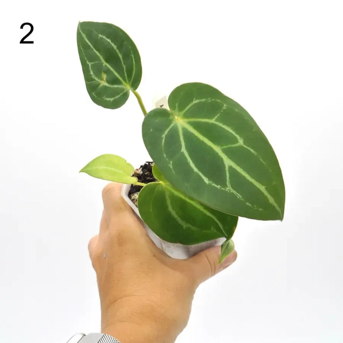 Anthurium magnificum x seedling - 2 - indoor plant