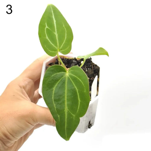 Anthurium magnificum x seedling - 3 - indoor plant