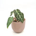 Anthurium magnificum x seedling - indoor plant