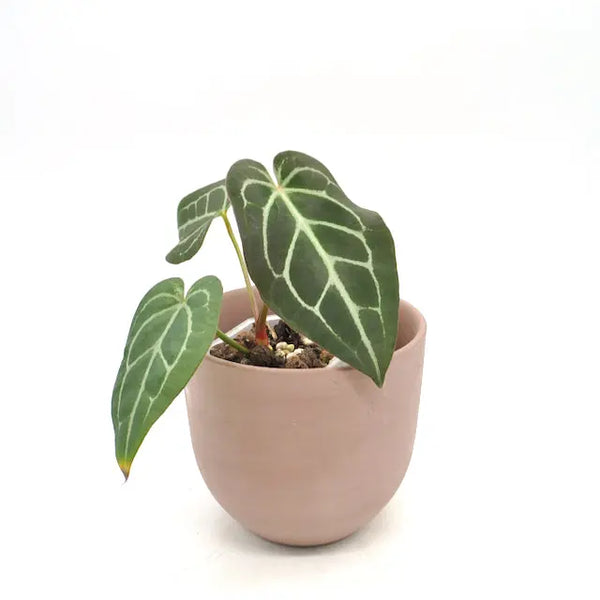 anthurium magnificum australia Anthurium magnificum x seedling indoor plant — Green My Space