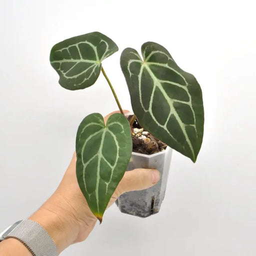 Anthurium magnificum x seedling - indoor plant